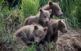 Four bear cubs on a shore