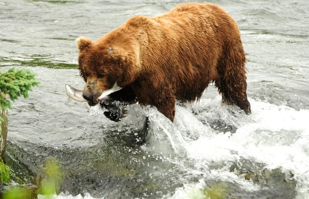 Bear with a salmon in it's mouth.